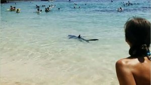 В Испании двухметровая акула напугала сотни туристов