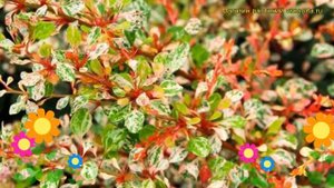 Барбарис тунберга Наташа. Краткий обзор, описание характеристик berberis thunbergii Natasza