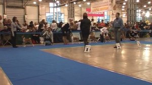 Золотой ошейник, басенджи.