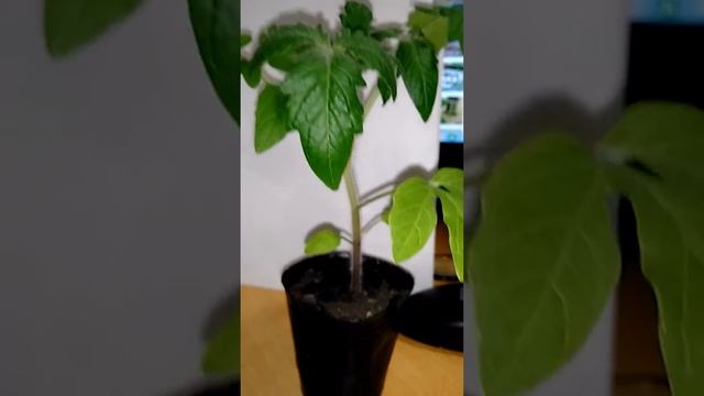 Рассада вытягивается!. Что делать? Ответ прост! --- АТЛЕТ !!!! смотреть онлайн