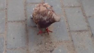 Голубь с волосатыми лапками и рыжий голубь с розовым отливом