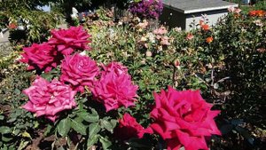 Розы, когда обрезать осенью или весной