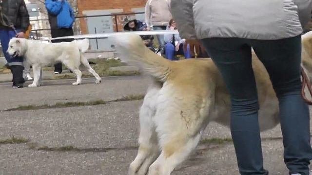 Выставка среднеазиатских овчарок ранга ПК, г. Дмитров (25.04.2015 г.) смотреть онлайн