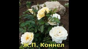 Канадские неукрывные розы. Каталог ВЕСНА 2020. Часть 2