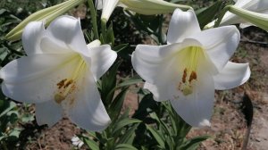 Красота цветения лилий.