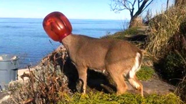 Люди увидели в лесу странное животное, которому нужна была помощь . смотреть онлайн