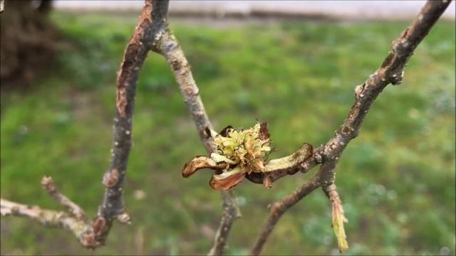 Persian ironwood (Parrotia persica) - old flowers - April 2018 смотреть онлайн