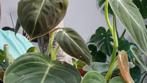 FULL Philodendron Collection! | Rare & Uncommon