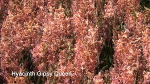 Hyacinth Gipsy Queen - Hyacinth Bulbs from Holland