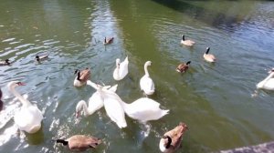 Watching swans when feeding them. Наблюдение за лебедями, когда кормишь их