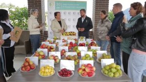 Самые сладкие сорта яблонь