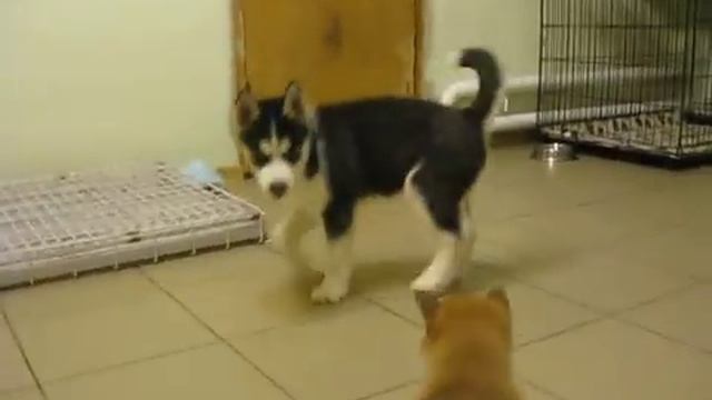 щенки шиба-ину и хаски смотреть онлайн