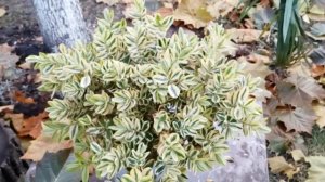 Варьегатное ХЕБЕ. Новозеландское растение. Hebe # ХЕБЕ #мойсад2019