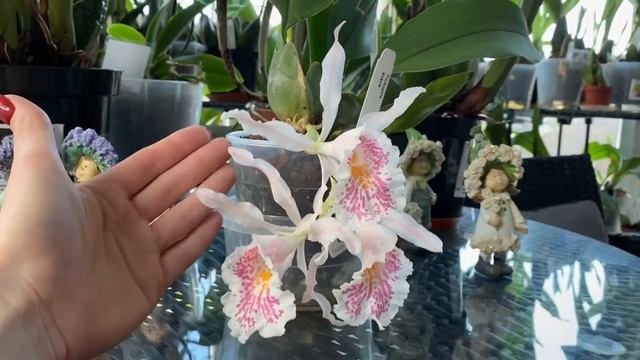 ПРИВЛЕКАТЕЛЬНАЯ ОРХИДЕЯ Trichopilia Suavis
