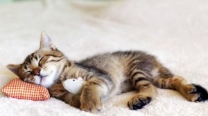 Кошки. Интересные факты для детей