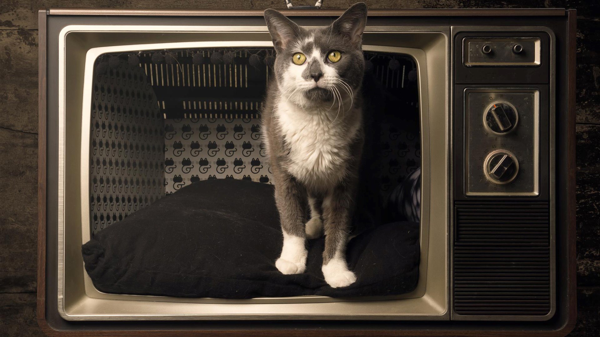 Кот на телевизоре