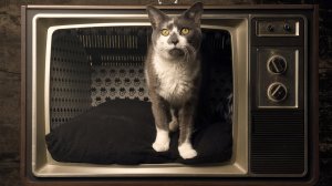 Коты-Tv