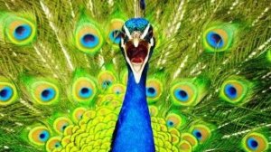 ПОЧЕМУ ПАВЛИН САМАЯ КРАСИВАЯ ПТИЦА В МИРЕ