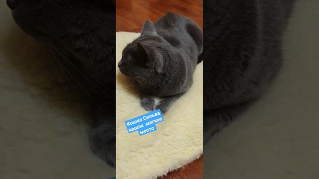 Сильва кошка нашла мягкое место спать #кошкатоп #красиваякошка #рекомендации #безкотаижизньнета