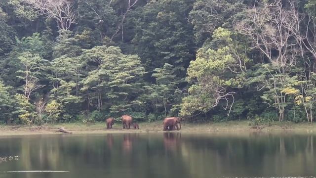 ВЛОГ: Пеший поход в Джунгли (Керала, Индия), Дикие Слоны, Индийский чай – фабрика смотреть онлайн