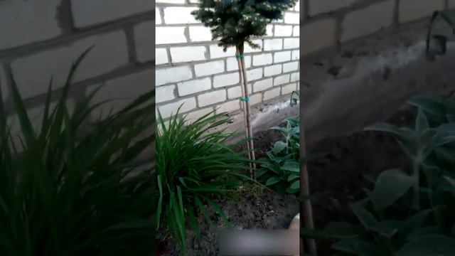 клумба возле дома смотреть онлайн