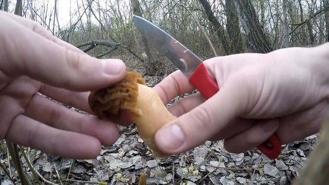 Грибная охота 2019.Самые вкусные грибы которые я пробовал смотреть онлайн