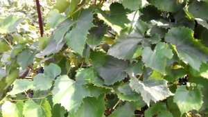 Виноград ИЗАБЕЛЛА август 2014 поэтапное развитие куста.