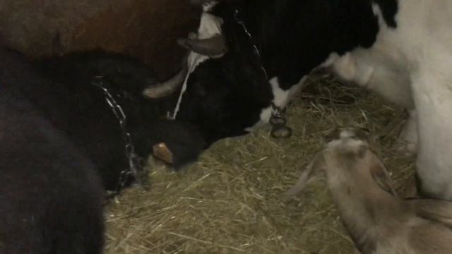 #Беременность у #коров? и #коз.Трудности в определении беременности у #тёлок смотреть онлайн