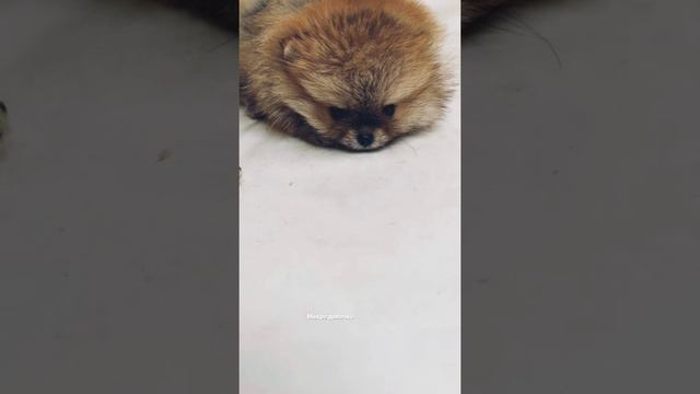 Шпиц щенок померанский девочка, шпицуля смешная