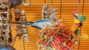 11 hours of budgie sounds