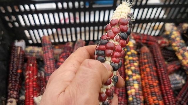 Не сажайте так АЦТЕКСКУЮ КУКУРУЗУ! Иначе будут пустые початки смотреть онлайн