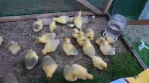 Выращивание гусей в домашних условмях Наглые гусиные морды