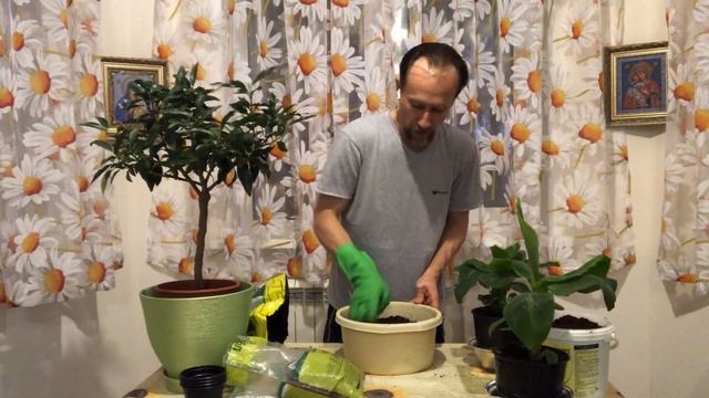 Питательная земля для цитрусов смотреть онлайн