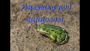 Зомби лягушка