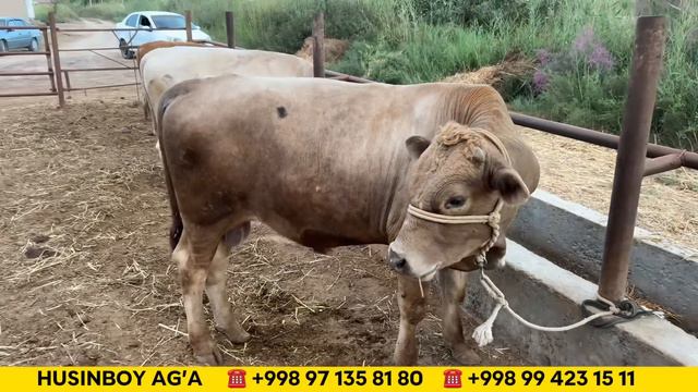 ЗОТТОР МОЛЛАР КЕЛДИ ЯНГИ ПАРТИЯ СИММЕНТАЛ АВЛИКОЛ АНГУС / ХОРАЗМ БОЗОР