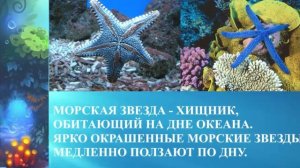 ПОДВОДНАЯ ОДИССЕЯ /ВСЕМИРНЫЙ ДЕНЬ МОРЯ