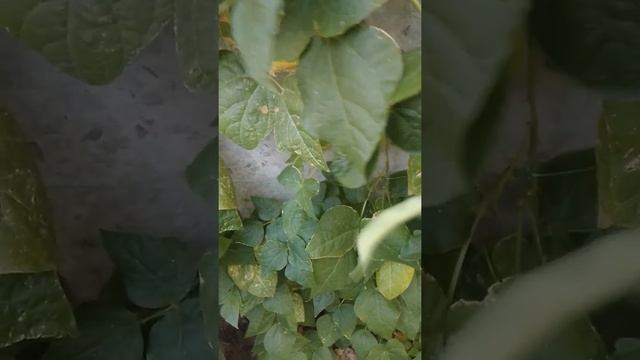 ФАСОЛЬ СТРУЧКОВАЯ СПАРЖЕВАЯ НА ДАЧЕ смотреть онлайн