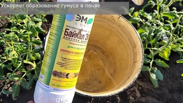 1 Ложку на ведро воды и земля как новая, плодородная, пролейте этим землю для обильного урожая!