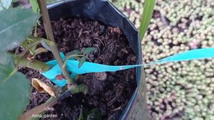 #роза Кутюр Роз Талия, японка - зацвел саженец в горшке Couture Rose Tilia Kawamoto Япония, 2010