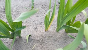 Заболели гладиолусы . Что делать ? Gladiolus .