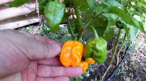 Habanero NuMex Suave Orange. Острый сорт перца