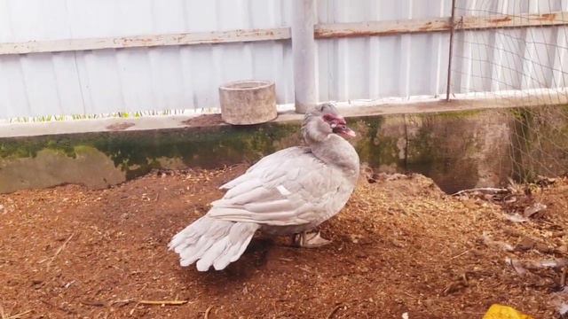 Новый селезень!!Обзорчик лавандовой семейки мускусных уток смотреть онлайн