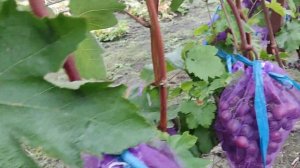 Виноград Памяти Учителя. Воронеж 28.08.23.