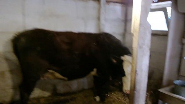 Наши деревенские будни начинаются с уборки НАВОЗА и кормление КОРОВ