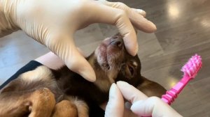 КАК ПРАВИЛЬНО ЧИСТИТЬ ЗУБЫ СОБАКЕ В ДОМАШНИХ УСЛОВИЯХ | 2 ЛУЧШИХ СПОСОБА