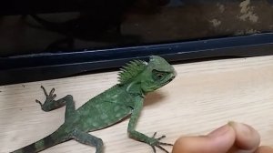 Chameleon forest dragon(Gonocephalus chamaeleontinus) hand feeding