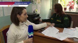 Как самостоятельно срубить елку и не стать браконьером?