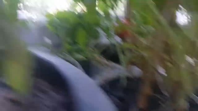 Покраснели помидоры на балконе смотреть онлайн