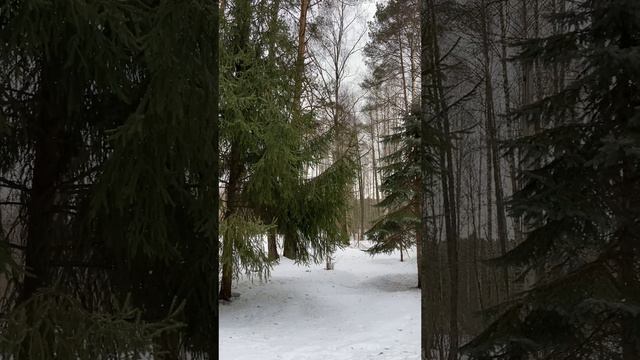 Орловское Полесье. В гости к зубрам