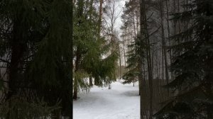 Орловское Полесье. В гости к зубрам